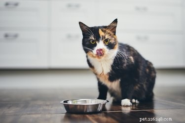 Seamless Coexistence: A Proven Guide to Introducing Dogs to Cats