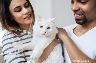 Choosing the Perfect Cat: A Guide to Finding Your Ideal Feline Companion