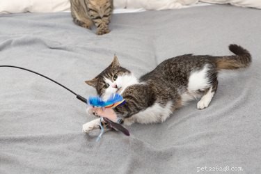 Choosing the Perfect Cat: A Guide to Finding Your Ideal Feline Companion