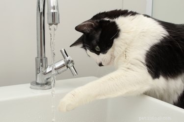 Engage Your Cat with Fun Water Games: Simple Activities to Spark Curiosity