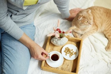 How Quickly Will Your New Cat Warm Up to You? Expert Tips & Timeline