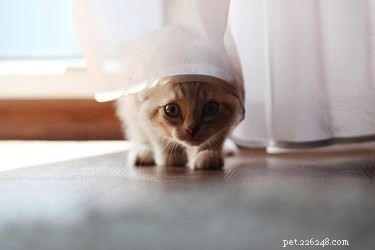 How Quickly Will Your New Cat Warm Up to You? Expert Tips & Timeline