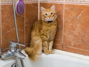 How Quickly Will Your New Cat Warm Up to You? Expert Tips & Timeline