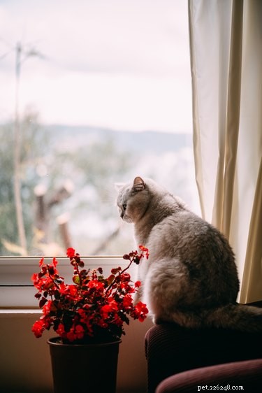 Ready to Adopt a Cat? Essential Checklist for New Owners