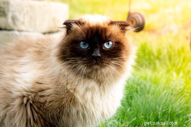 Ready to Adopt a Cat? Essential Checklist for New Owners
