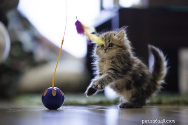 Ready to Adopt a Cat? Essential Checklist for New Owners