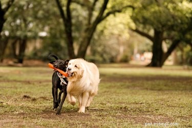 Top 11 Dog Park Safety Tips: Keep Your Pet Secure and Happy