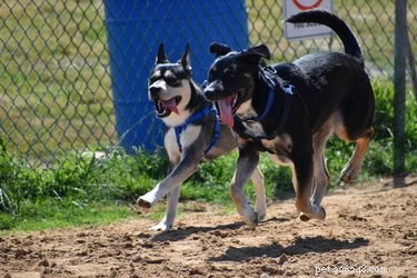 Top 11 Dog Park Safety Tips: Keep Your Pet Secure and Happy