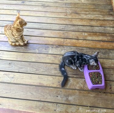 Why Does My Cat Take Just One Bite and Walk Away? Insights & Solutions