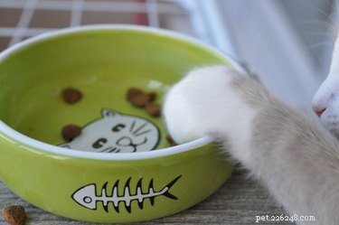 Why Does My Cat Take Just One Bite and Walk Away? Insights & Solutions