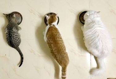 Why Does My Cat Take Just One Bite and Walk Away? Insights & Solutions