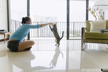 Why Does My Cat Take Just One Bite and Walk Away? Insights & Solutions