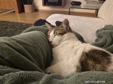 Why Cats Chew on Wool: Causes, Risks, and Prevention Tips