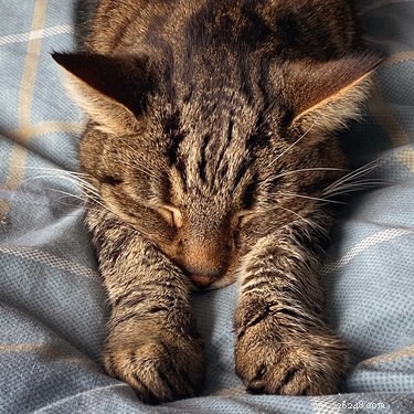 Why Cats Chew on Wool: Causes, Risks, and Prevention Tips