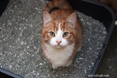 Why Cats Yowl Before Pooping: Signs of Stress, Pain, and How to Help