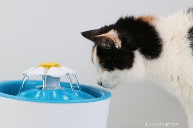 Why Cats Yowl Before Pooping: Signs of Stress, Pain, and How to Help
