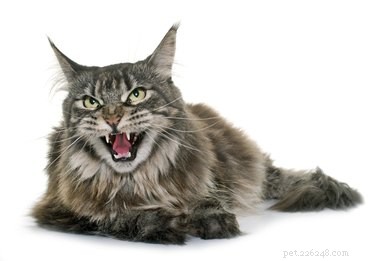 Why Cats Yowl Before Pooping: Signs of Stress, Pain, and How to Help