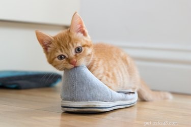 The Science Behind Cats  Attraction to Shoes: Why Your Feline Favors Your Footwear