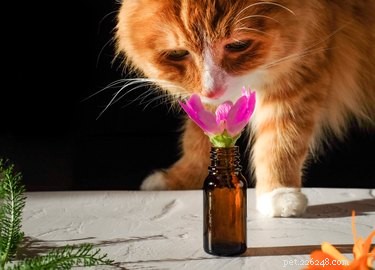 The Science Behind Cats  Attraction to Shoes: Why Your Feline Favors Your Footwear