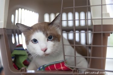 Introducing a New Cat to Your Resident Feline: A Step‑by‑Step Guide