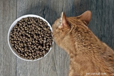Introducing a New Cat to Your Resident Feline: A Step‑by‑Step Guide