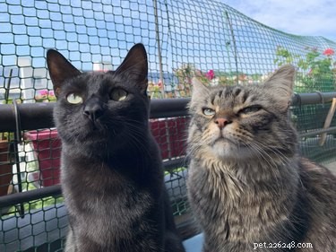 Introducing a New Cat to Your Resident Feline: A Step‑by‑Step Guide