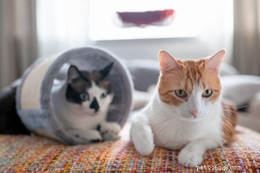 Introducing a New Cat to Your Resident Feline: A Step‑by‑Step Guide