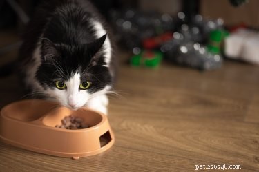 How to Stop Your Cat from Eating Too Fast: Expert Tips