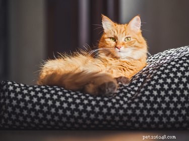 Why Some Cats Dislike Blankets: Common Causes and Solutions