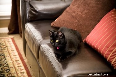 Why Some Cats Dislike Blankets: Common Causes and Solutions