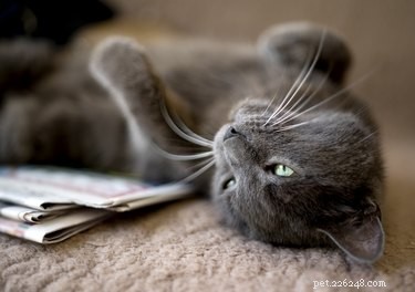 Why Some Cats Dislike Blankets: Common Causes and Solutions