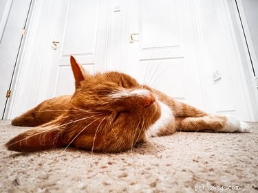 Is It Normal for Cats to Sleep in Their Litter Box? What You Need to Know