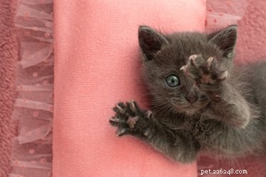 Why Does Your Cat Scratch You During Petting Sessions?
