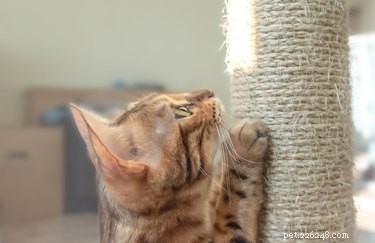 Why Does Your Cat Scratch You During Petting Sessions?