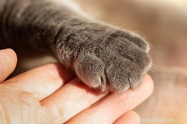 Why Does Your Cat Scratch You During Petting Sessions?