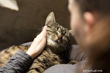 Why Does My Cat Bite When I Stop Petting It? Common Causes & Solutions