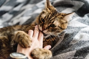 Why Does My Cat Bite When I Stop Petting It? Common Causes & Solutions