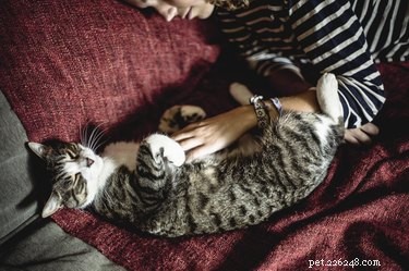 Why Does My Cat Bite When I Stop Petting It? Common Causes & Solutions
