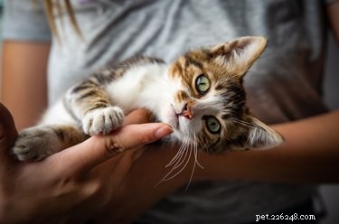 Why Does My Cat Bite When I Stop Petting It? Common Causes & Solutions