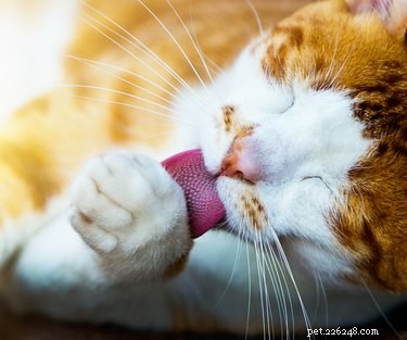 Why Do Cats Groom After Being Petted? Insights Into Their Behavior