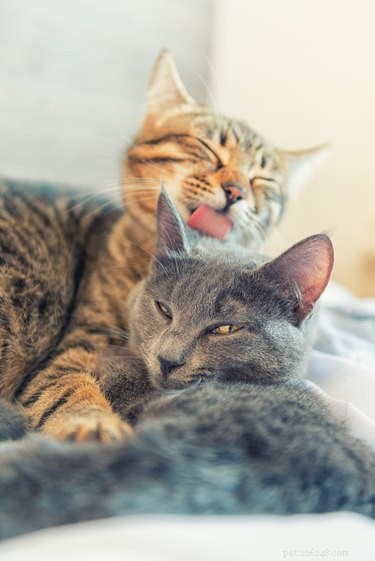 Why Do Cats Groom After Being Petted? Insights Into Their Behavior