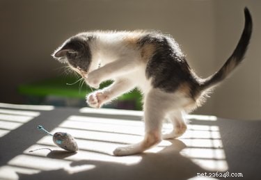 Top Interactive Cat Toys for Endless Fun & Bonding