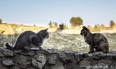 What Causes Cat Aggression Between Housemates After a Vet Visit?