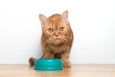 What Causes Cat Aggression Between Housemates After a Vet Visit?