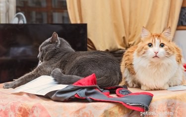 What Causes Cat Aggression Between Housemates After a Vet Visit?