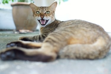 What Causes Cat Aggression Between Housemates After a Vet Visit?