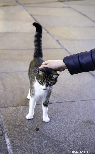 What It Means When Your Cat Raises Its Back While You Pet It