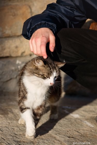 What It Means When Your Cat Raises Its Back While You Pet It