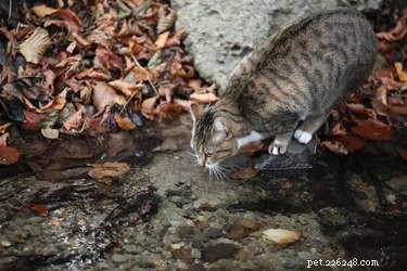 Why Do Cats Keep Moving Their Water Bowls? Common Reasons Explained