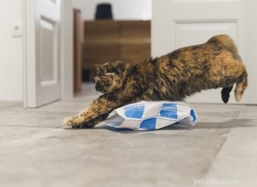 The Science Behind Cats’ Fascination with Laser Pointers